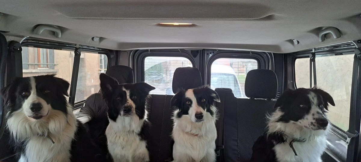 Quatre border collies en voiture