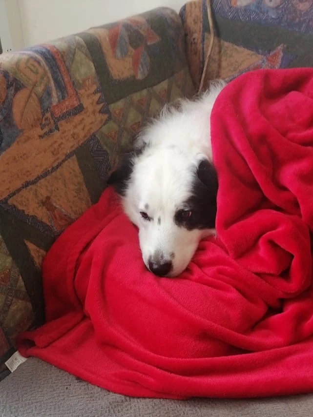 Border collie avec sa couverture chez le vétérinaire
